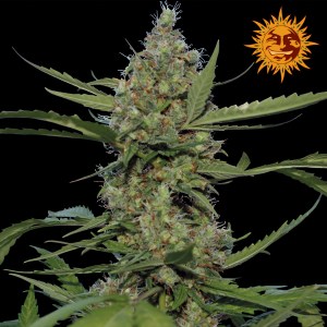 Семена Barneys farm Laughing Buddha feminized